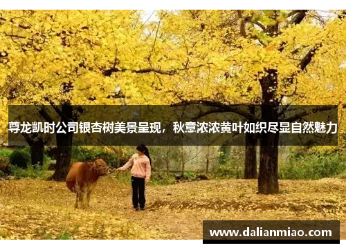 尊龙凯时公司银杏树美景呈现，秋意浓浓黄叶如织尽显自然魅力